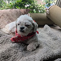 adopt-pet
