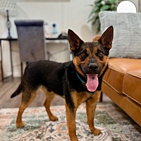 adopt a pet