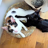 adopt a pet