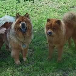 Thumbnail photo of Rosie and Bear #1