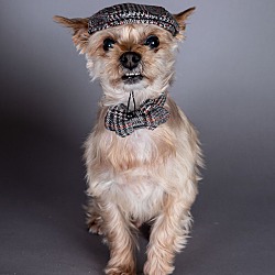 Thumbnail photo of Cooper #3