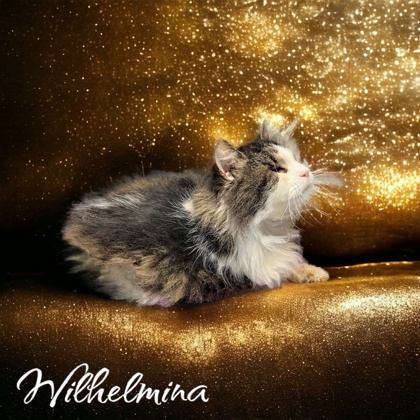 Photo of Wilhelmina