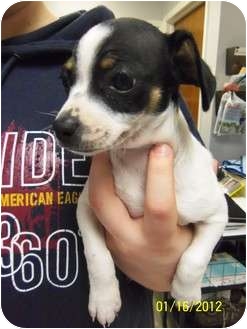 Chihuahua Pointer Mix 2025