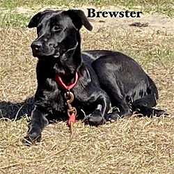 Thumbnail photo of Brewster #3