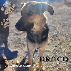 Thumbnail photo of Draco #4