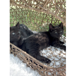 Thumbnail photo of Bonded Pair - Melanistic Bengal Kittens #3