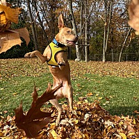 adopt a pet