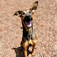 adopt a pet