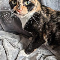 adopt-pet
