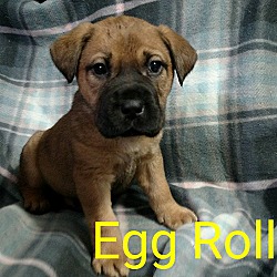 Photo of Egg Roll