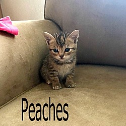 Thumbnail photo of Peaches #3