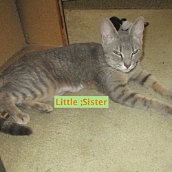 Thumbnail photo of Little Sister-adopted 8-27-19 #4