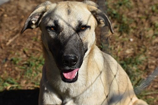 Newton, TX - Anatolian Shepherd/Black Mouth Cur. Meet Daisy a Pet for ...