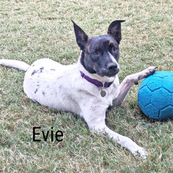 Photo of Evie