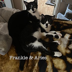 Thumbnail photo of Aries & Frankie #2