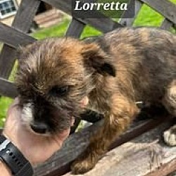 Thumbnail photo of Lorretta #4