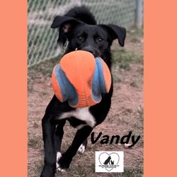 Thumbnail photo of Vandy #3