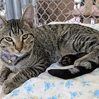 adopt-pet