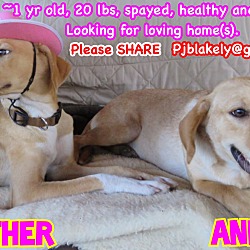 Thumbnail photo of Annie & Ester ADOPTED #3