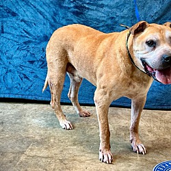 Photo of Duke A2042303 @ East Valley