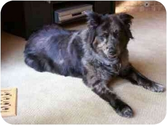 Blooming Prairie, MN - Australian Shepherd. Meet Charcoal a Dog ...