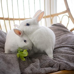 Thumbnail photo of Rabbit DeNiro and Hopson #2