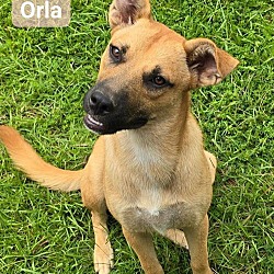 Thumbnail photo of Orla #1