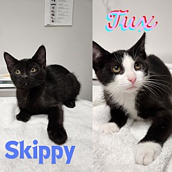 Thumbnail photo of Tux / Skippy #1