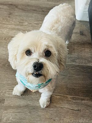 Las Vegas, NV - Lhasa Apso/Poodle (Miniature). Meet PICKLES a Pet for ...