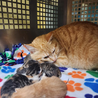 adopt a pet