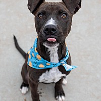adopt a pet