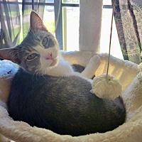 adopt a pet