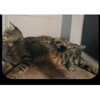 adopt-pet