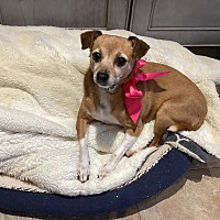 adopt-pet