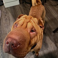 adopt a pet