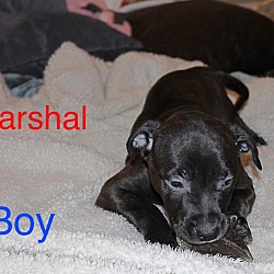 Thumbnail photo of Marshal #2