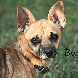 Thumbnail photo of Buzz ~ adopted! #1