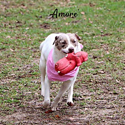 Thumbnail photo of Amore' #4