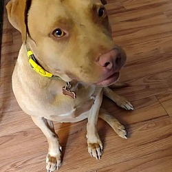 Photo of Honey 