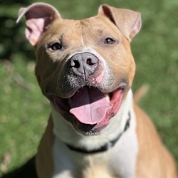 Photo of Sheldon