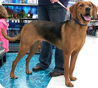 foxhound coonhound mix