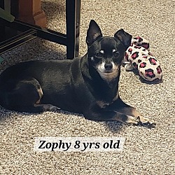 Thumbnail photo of Zophy #1
