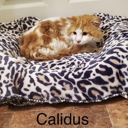 Photo of Calitus