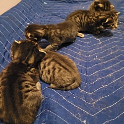 Thumbnail photo of Kittens #2