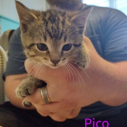 Thumbnail photo of Pico #3