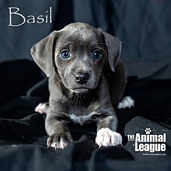 Photo of Basil