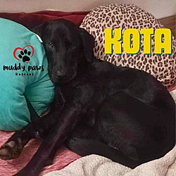 Thumbnail photo of Kota (Courtesy Post) #2