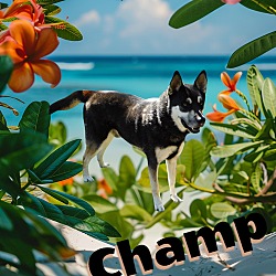 Thumbnail photo of Champ #1