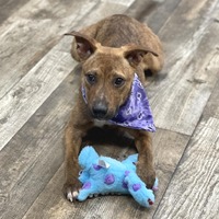 adopt a pet