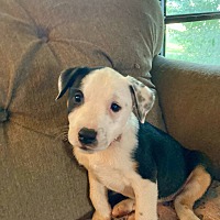 adopt-pet